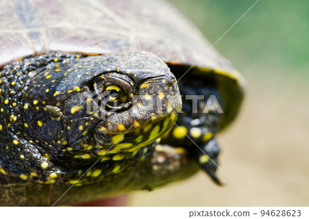 European pond turtle Emys orbicularis. Close up 94628623
