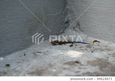 lizard catching a cricket 94628671