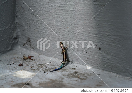 lizard catching a cricket 94628675