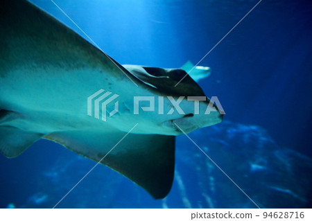 Stingray, in the ocean Stingray, in the ocean 94628716