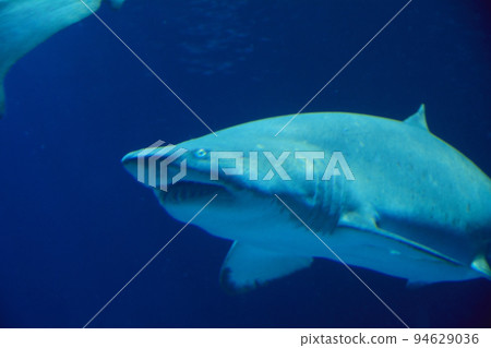 Great lone shark in the ocean 94629036