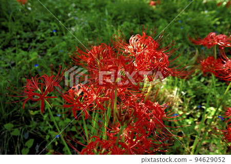 Sario Park Sobue 的孤挺花 94629052