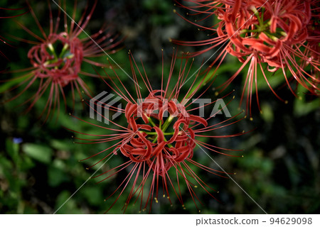 Amaryllis of Sario Park Sobue 94629098