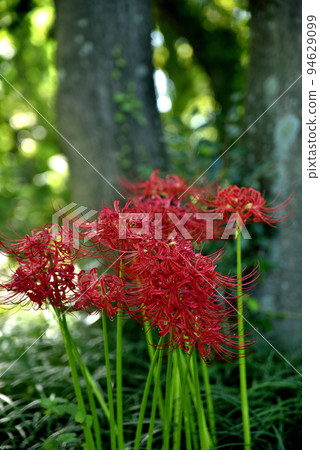 Amaryllis of Sario Park Sobue Amaryllis of Sario Park Sobue 94629099