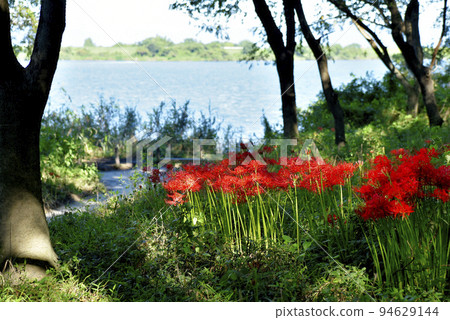 Amaryllis of Sario Park Sobue Amaryllis of Sario Park Sobue 94629144