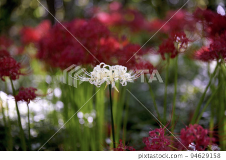 Sario Park Sobue 的孤挺花 94629158