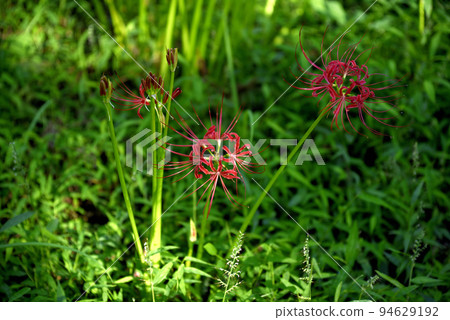 Sario Park Sobue 的孤挺花 Sario Park Sobue 的孤挺花 94629192