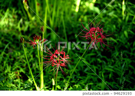 Sario Park Sobue 的孤挺花 94629193