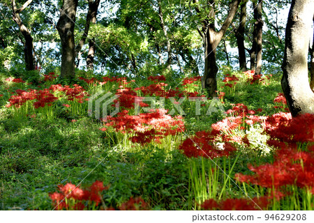 Sario Park Sobue 的孤挺花 94629208