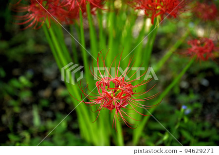 Sario Park Sobue 的孤挺花 94629271