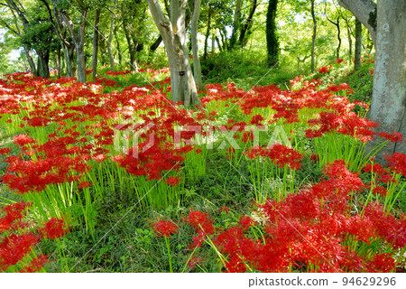 Amaryllis of Sario Park Sobue 94629296