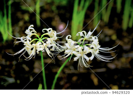 Sario Park Sobue 的孤挺花 94629320