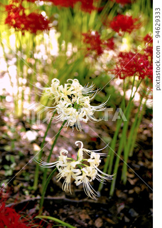 Amaryllis of Sario Park Sobue 94629333