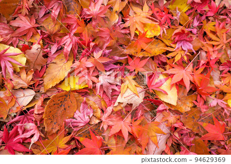 Autumn leaves are beautiful! A carpet of colorful fallen leaves 94629369