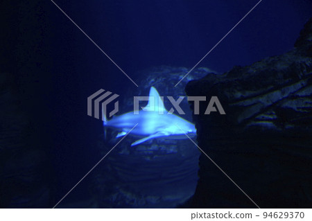 Great lone shark in the ocean Great lone shark in the ocean 94629370