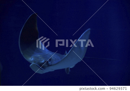 Stingray, in the ocean Stingray, in the ocean 94629371