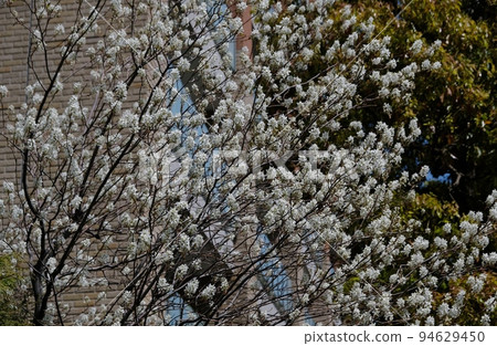 Shidezakura shining in the blue sky 94629450