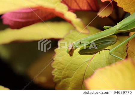 Praying mantis resting on coleus Praying mantis resting on coleus 94629770