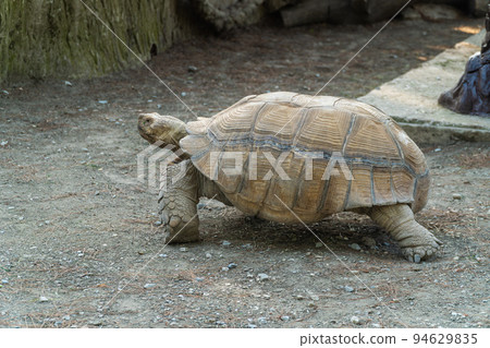 Russia. Krasnodarskiy kray. August 14, 2022. A large spur-bearing turtle in the Gelendzhik Safari Park. Russia. Krasnodarskiy kray. August 14, 2022. A large spur-bearing turtle in the Gelendzhik Safari Park. 94629835
