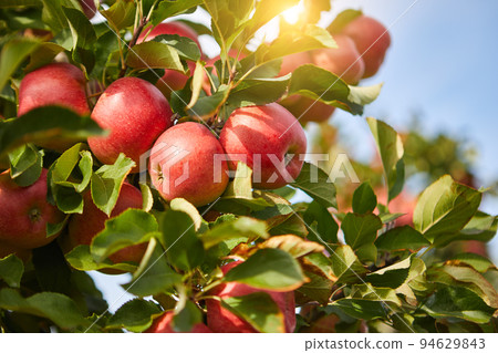 picture of a Ripe Apples in Orchard ready for harvesting,Morning shot 94629843