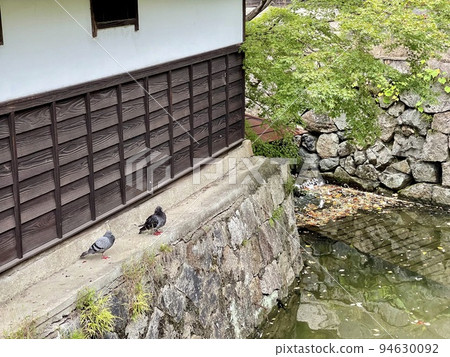 A pigeon standing in a waterway stone wall A pigeon standing in a waterway stone wall 94630092