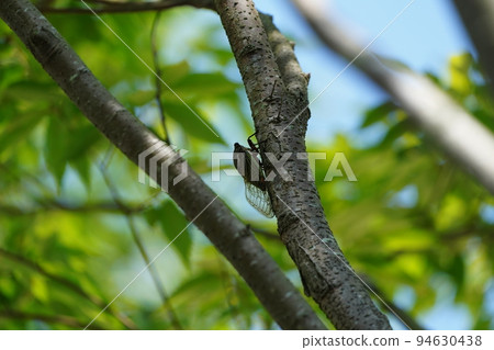 A cicada perched on a cherry tree A cicada perched on a cherry tree 94630438