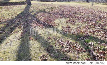 Fallen leaves and shadows of trees Fallen leaves and shadows of trees 94630702
