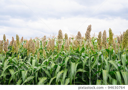 sorghum field 94630764