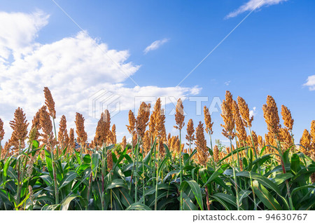 Autumn blue sky and sorghum field 94630767