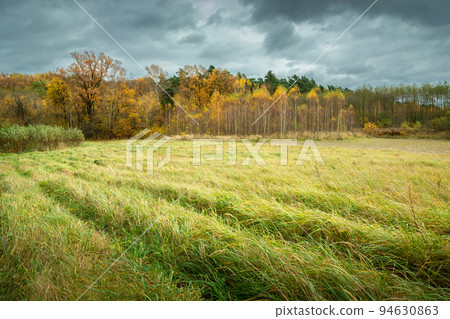 Cloudy sky over the autumn forest and meadow and tall grass 94630863