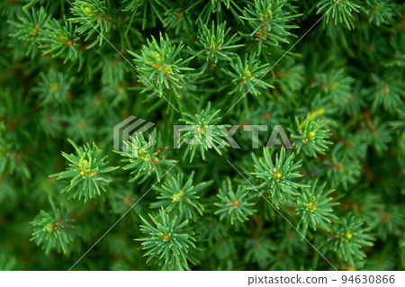 Beautiful coniferous green tree close-up, christmas festive background 94630866