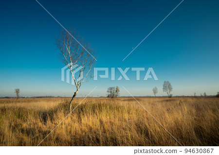 Birch without leaves in a meadow like a savannah 94630867