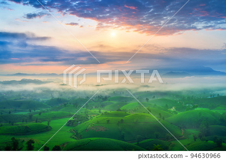 Tea plantation with morning mist at long coc mountain, green tea farm at sunrise in Vietnam. Tea plantation with morning mist at long coc mountain, green tea farm at sunrise in Vietnam. 94630966