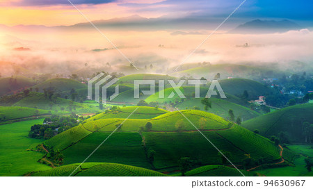 Tea plantation with morning mist at long coc mountain, green tea farm at sunrise in Vietnam. Tea plantation with morning mist at long coc mountain, green tea farm at sunrise in Vietnam. 94630967