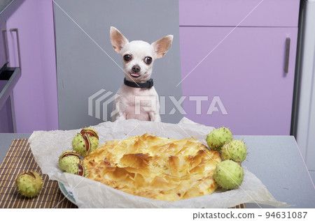 A small white chihuahua dog eats a delicious freshly made pie in a home kitchen, looking directly at the camera, while spiky green chestnuts lie around the dish. 94631087