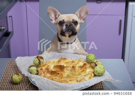 A french bulldog breed dog eats a delicious freshly made pie in a home kitchen, looking directly at the camera, and prickly green chestnuts lie around the dish. 94631088
