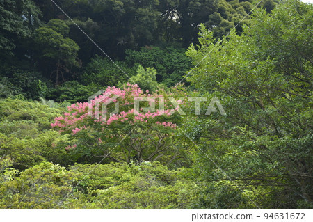 [大分縣別府市]杜鵑花 94631672