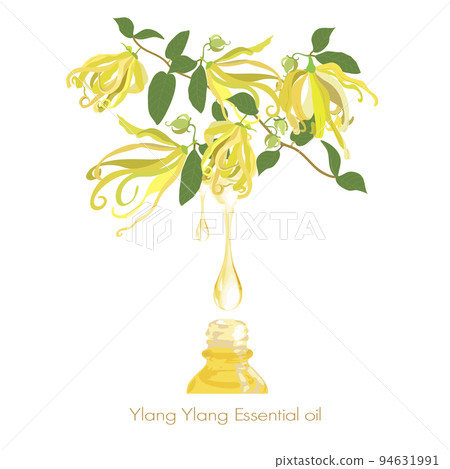 依蘭依蘭插圖、精油和香氣 94631991