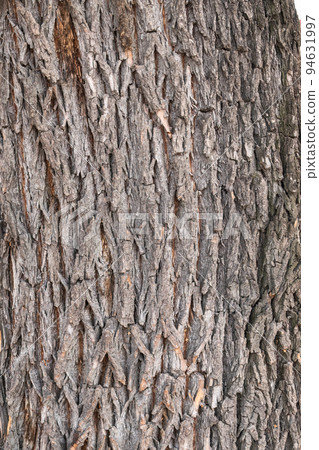 Texture of the bark of old maple tree. Cracked bark, embossed texture of the maple 94631997