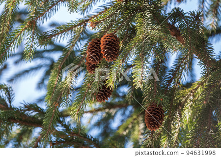 Green spruce branches with needles and cones in winter. Many cones on spruce. 94631998