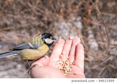 A tit sits on a man's hand and eats seeds. A tit sits on a man's hand and eats seeds. 94631999