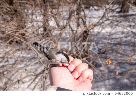 A willow tit sits on hand and eats seeds. Hungry bird willow tit eating seeds from a hand in winter or autumn A willow tit sits on hand and eats seeds. Hungry bird willow tit eating seeds from a hand in winter or autumn 94632000