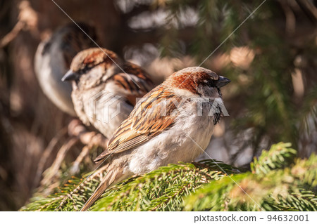 Sparrow sits on a fir branch in the sunset light. Sparrow sits on a fir branch in the sunset light. 94632001