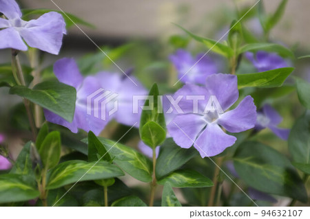 Purple flowers blooming in the flower bed in the garden 94632107