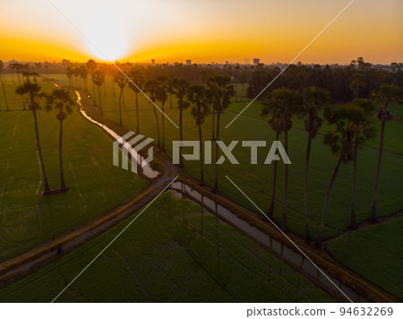 Green paddy rice plantation field sunrise morning with sugar palm 94632269