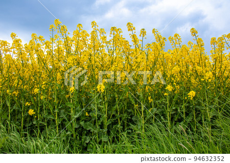 Rapeseed field 94632352