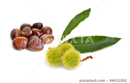 Castanea sativa, or sweet chestnut fruit. Isolated on white background. 94632892