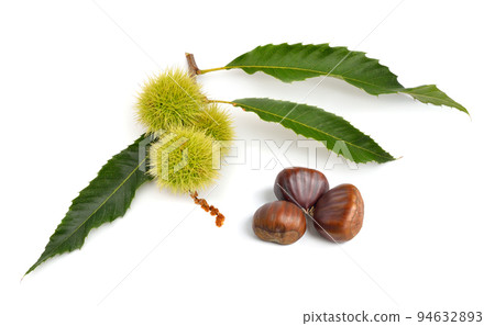 Castanea sativa, or sweet chestnut fruit. Isolated on white background. 94632893