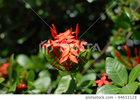 flower sandanka - Stock Photo [94633128] - PIXTA