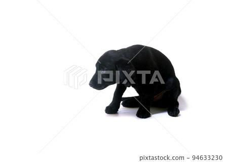 盯著小狗拉布拉多獵犬白色背景 94633230